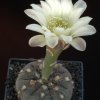 Gymnocalycium_taningaense